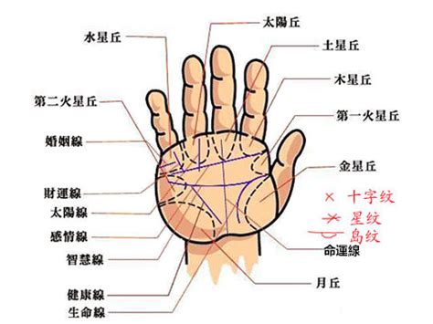 食指下方直紋|手掌紋路圖解大全